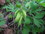 Corydalis intermedia