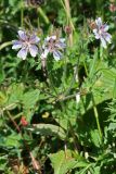 Geranium renardii. Цветущее растение. Республика Адыгея, плато Лаго-Наки, ур. Верх. Цица. 24.07.2012.