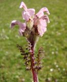 Pedicularis crassirostris