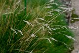 Festuca gautieri