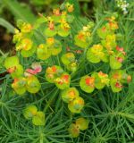 Euphorbia cyparissias. Соцветие с завязями плодов. Подмосковье, г. Одинцово, клумба. Май 2013 г.