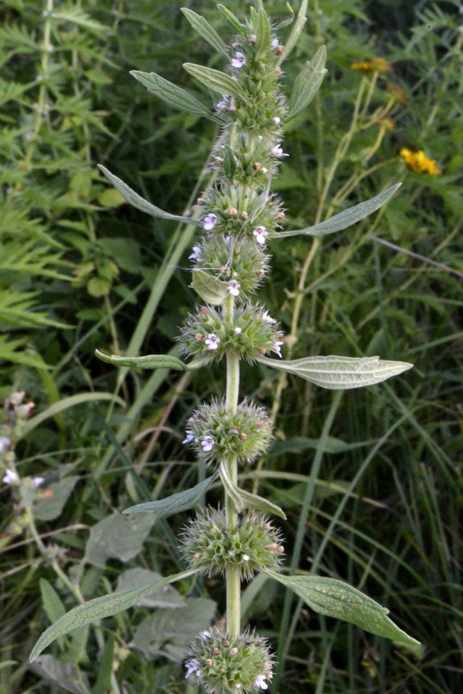 Изображение особи Chaiturus marrubiastrum.