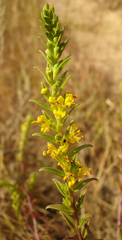 Изображение особи Orthanthella lutea.