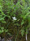 Ornithogalum sintenisii