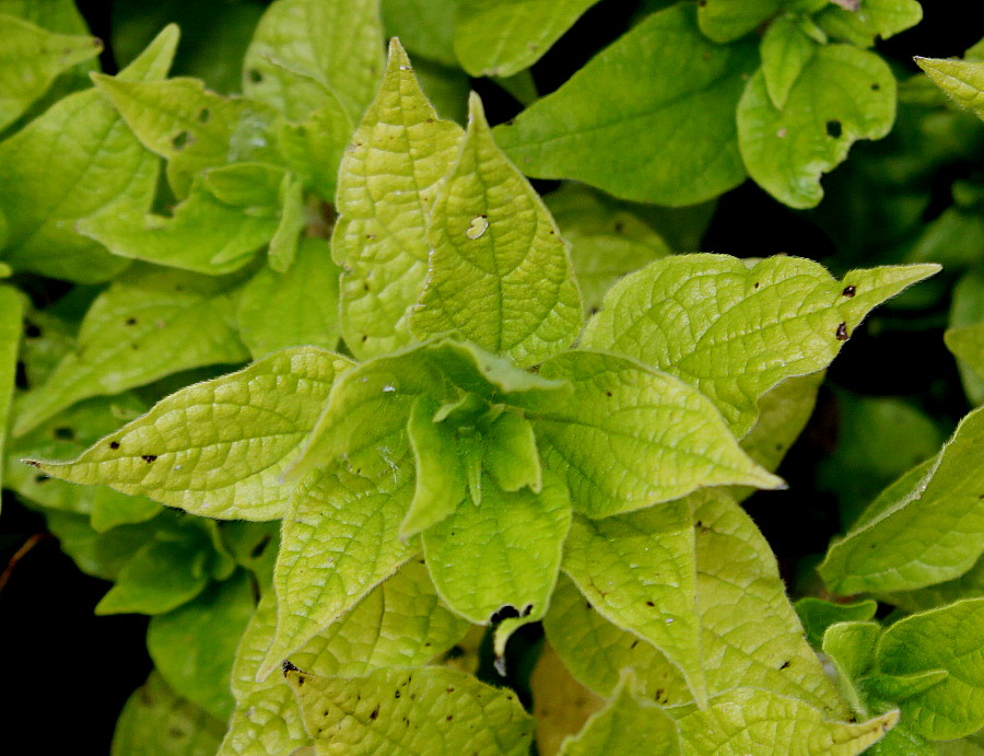 Изображение особи Parietaria officinalis.