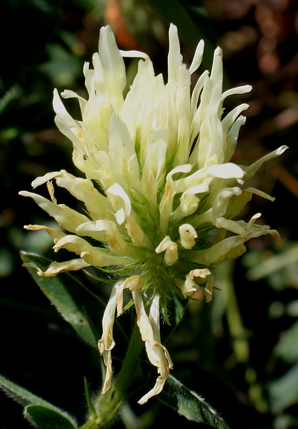 Изображение особи Trifolium ochroleucon.