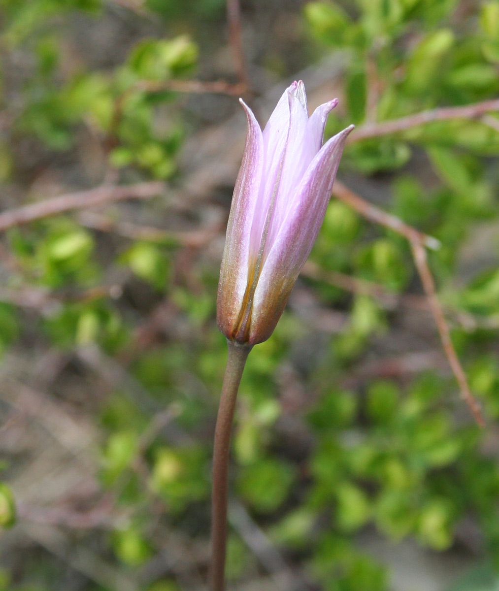 Изображение особи Tulipa patens.