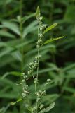 Chenopodium album