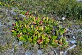 Bergenia crassifolia. Плодоносящие растения. Юго-Восточный Алтай, Северо-Чуйский хребет, верховья долины Машей. Начало августа 2008 г.