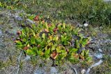 Bergenia crassifolia