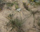 Ornithogalum trichophyllum