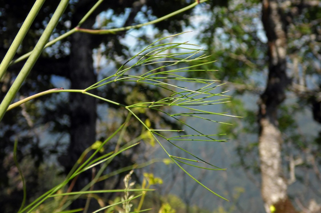 Изображение особи род Peucedanum.