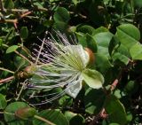 Capparis zoharyi