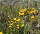 Hieracium umbellatum