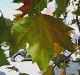 Platanus orientalis. Лист (вид с обратной стороны). Краснодарский край, г. Краснодар, в культуре. 13.09.2016.