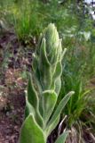 Verbascum thapsus