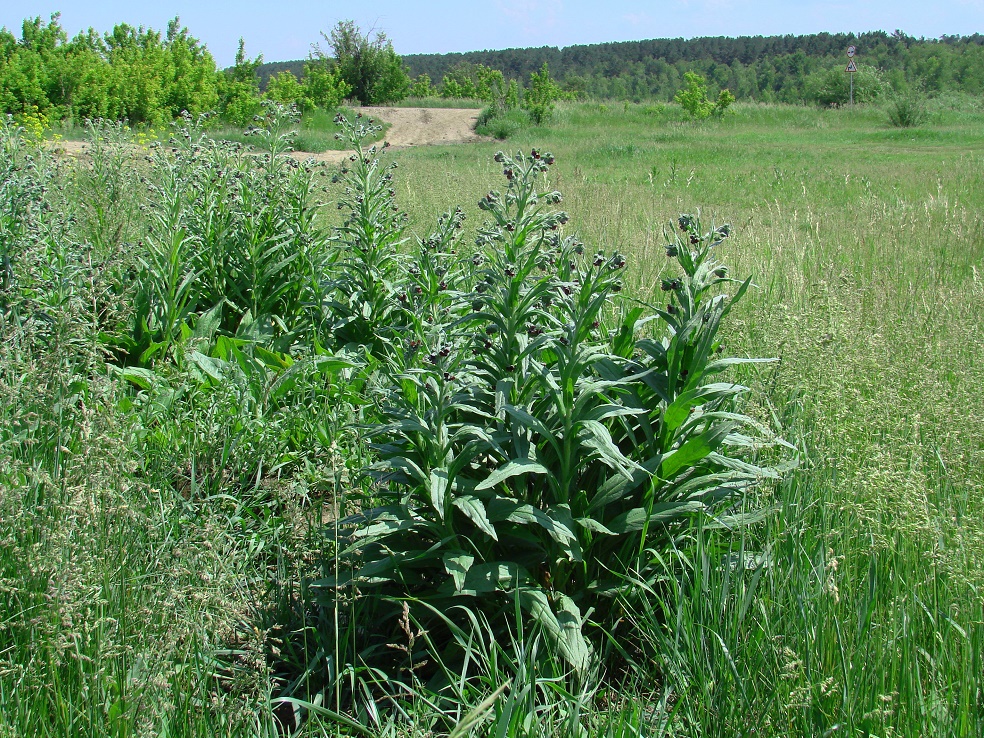 Изображение особи Cynoglossum officinale.