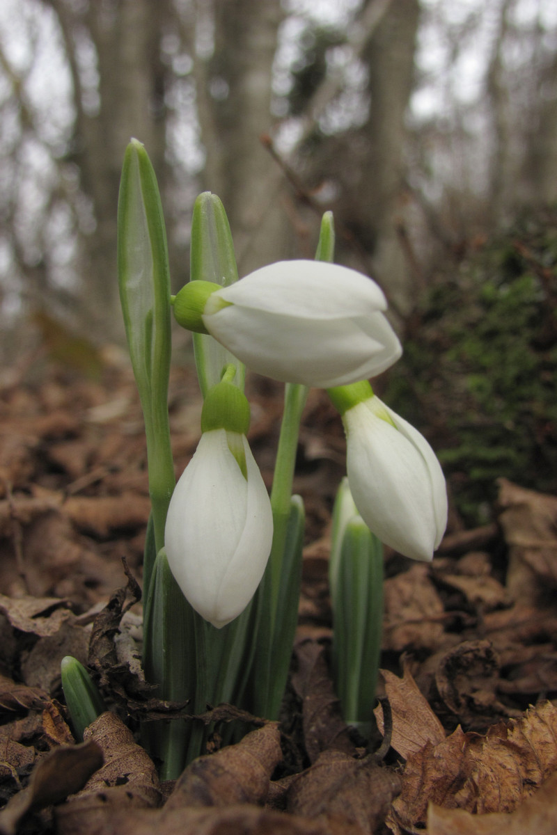 Изображение особи Galanthus plicatus.