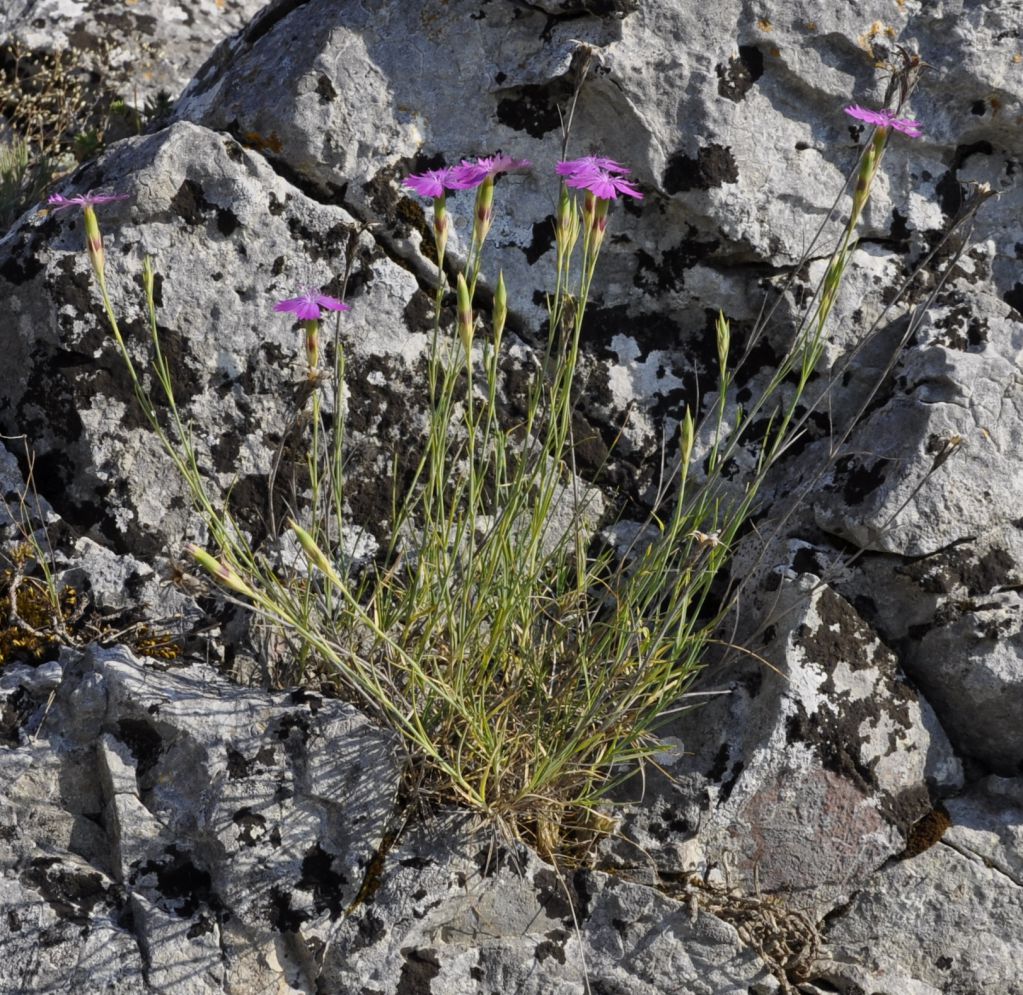 Изображение особи Dianthus gracilis.