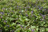 Pulmonaria officinalis