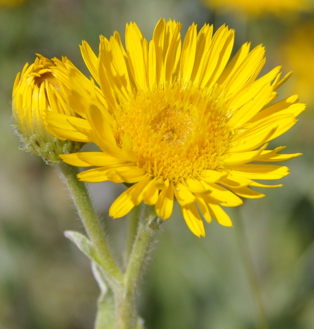 Изображение особи Inula oculus-christi.