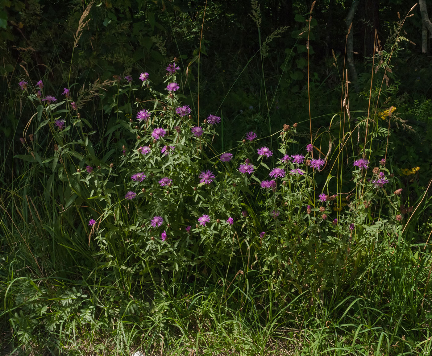 Изображение особи Centaurea jacea.