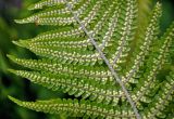 Dryopteris oreades. Часть вайи с сорусами (вид снизу). Абхазия, Рицинский реликтовый национальный парк, гора Агура, урочище Каменная Поляна, ≈ 2300 м н.у.м., каменистая осыпь. 14.07.2017.