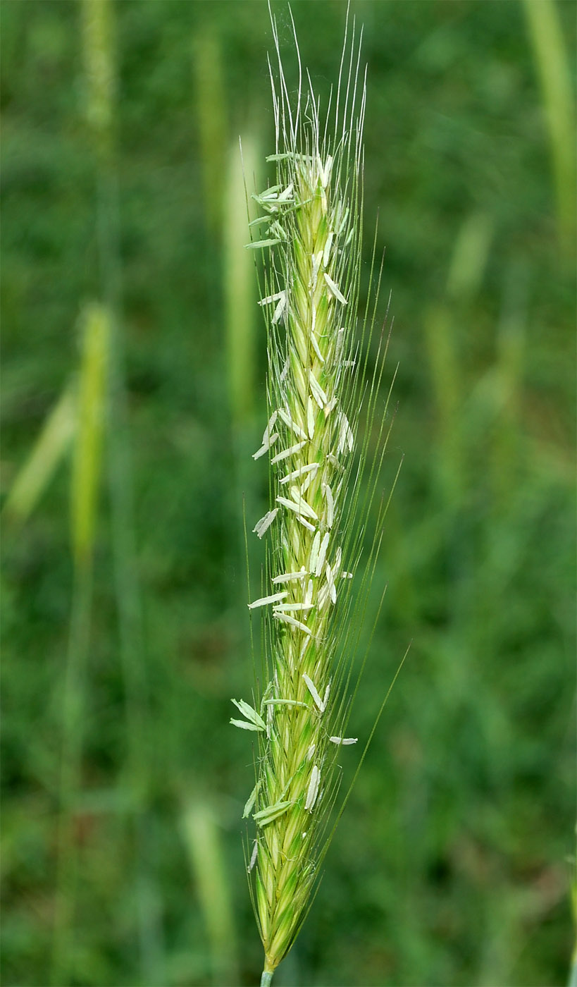 Изображение особи Hordeum bulbosum.