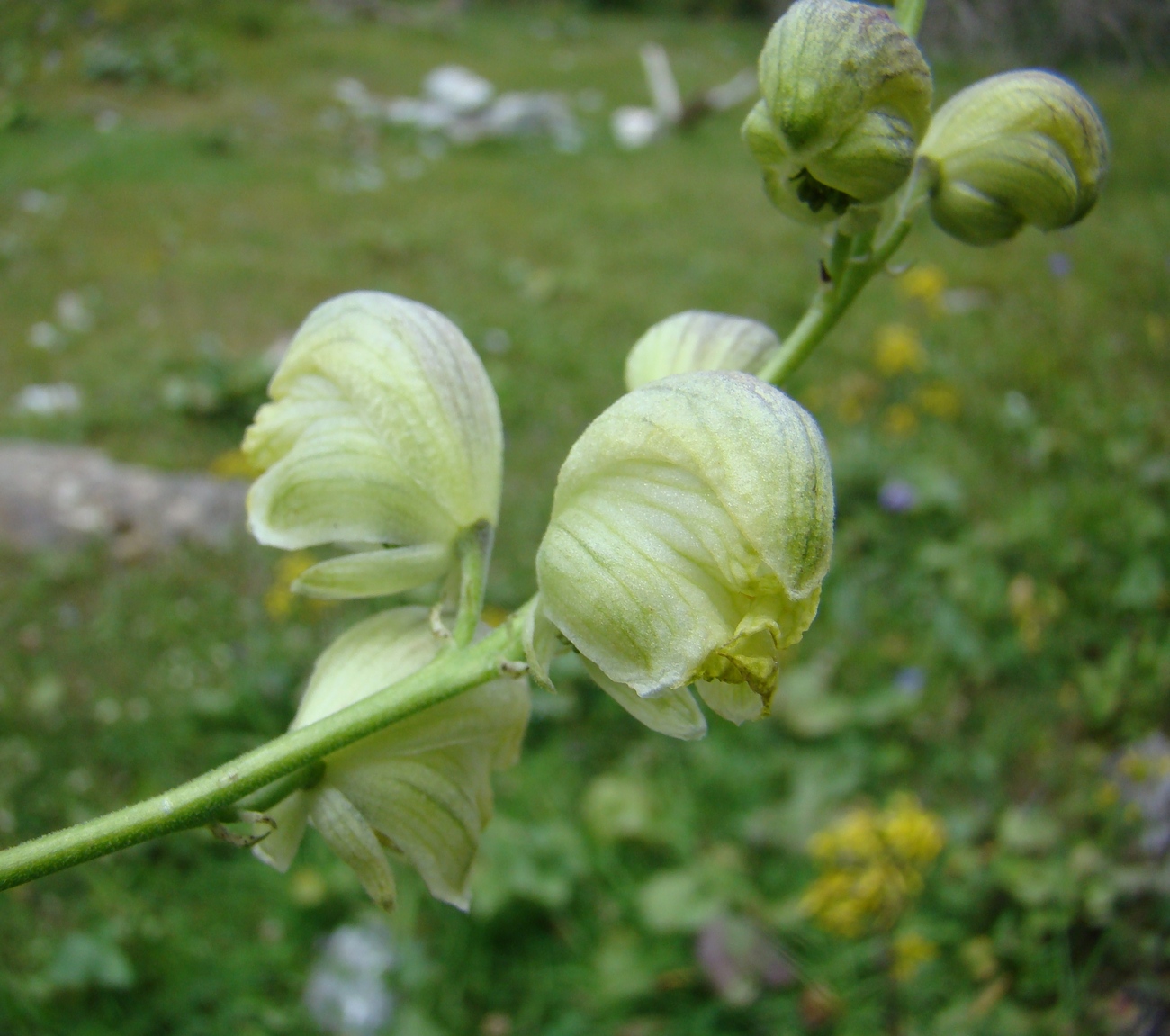 Изображение особи Aconitum seravschanicum.