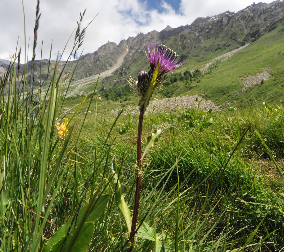 Изображение особи Cirsium simplex.