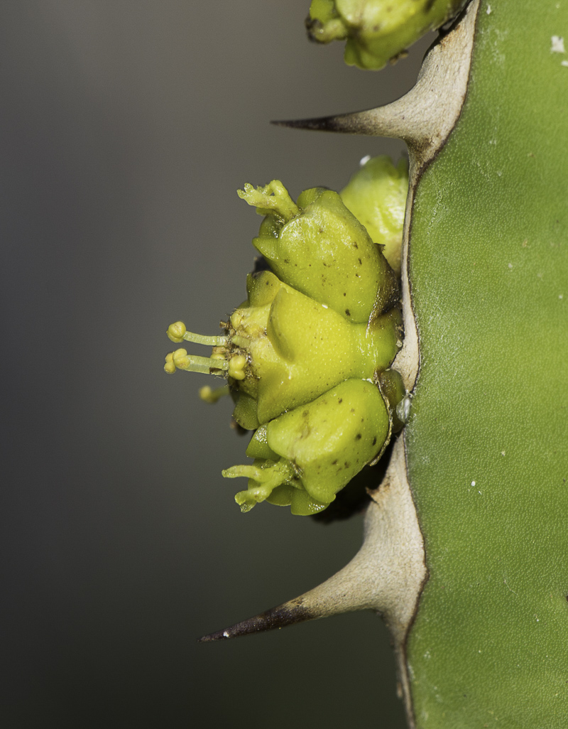 Изображение особи Euphorbia cooperi.