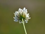 Scabiosa ochroleuca. Соцветие (вид снизу). Хакасия, Ширинский р-н, берег оз. Малое Белё, степь. 12.07.2018.