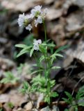 Cardamine trifida