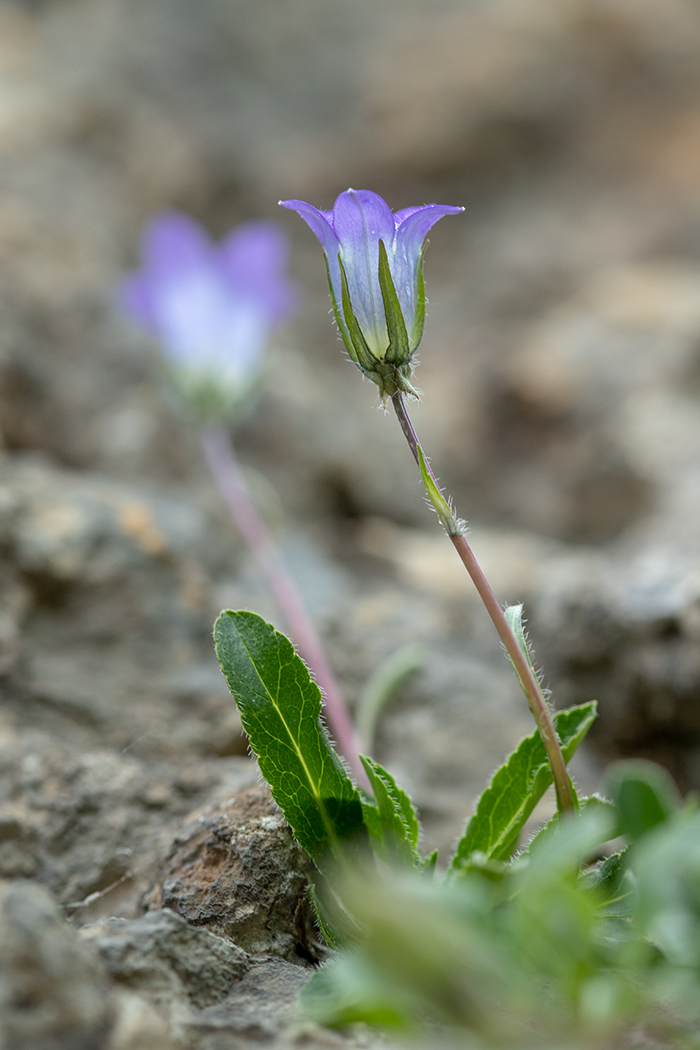 Изображение особи Campanula ciliata.