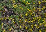 Draba nemorosa