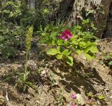 Paeonia caucasica