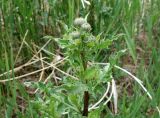 Cirsium arvense