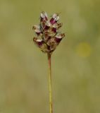 Plantago amplexicaulis