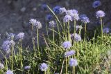 Globularia cordifolia. Цветущие растения. Испания, автономное сообщество Каталония, провинция Жирона, комарка Сельва, муниципалитет Сускеда, перевал Майа (Coll de Malla), 1010 м н.у.м, сложенный мергелями холм, эродированный участок луга. 28.05.2020.