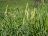 Astragalus asper