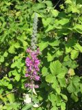 Lythrum salicaria