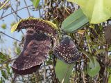 Aristolochia labiata