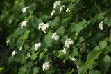 Physocarpus amurensis