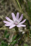 Scorzonera purpurea