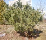 Pinus pumila. Растение в начале вегетации. Тверская обл., г. Тверь, Заволжский р-н, ботанический сад ТвГУ, в культуре. 11 апреля 2020 г.