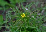 Ranunculus sceleratus. Верхушка цветущего растения. Астраханская обл., Лиманский р-н, ильмень Кюте, заросли тростника у воды. 24.04.2021.