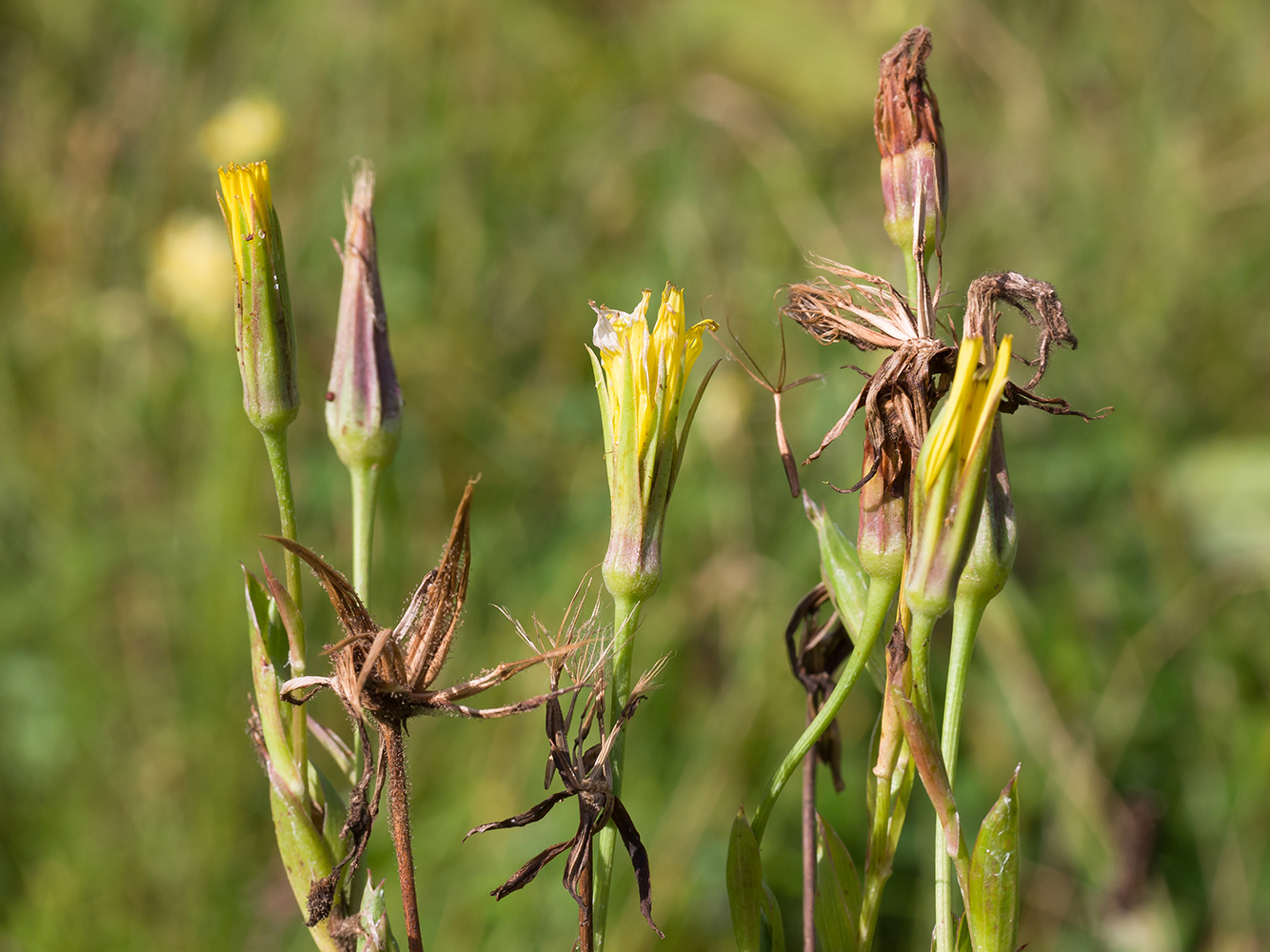 Изображение особи Tragopogon dasyrhynchus.