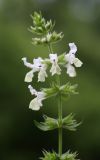 Stachys annua