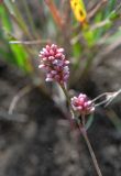 Persicaria maculosa