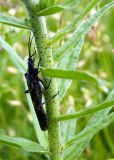 Echium vulgare. Побег с сидящей на нём веснянкой Pteronarcys reticulata. Республика Алтай, Чемальский р-н, правый скалистый берег р. Катунь, каменистый луг. 28.06.2010.